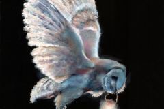 NIGHT OWL