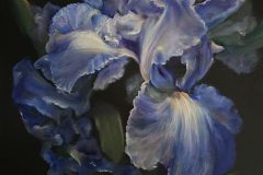 Purple-Majesty-scaled